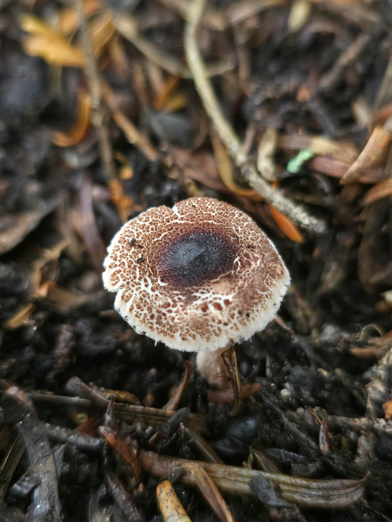 Photo © Jesper Launder Lepiota hymenoderma by Jesper Launder